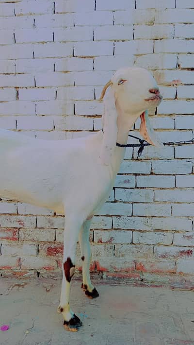 Goat for