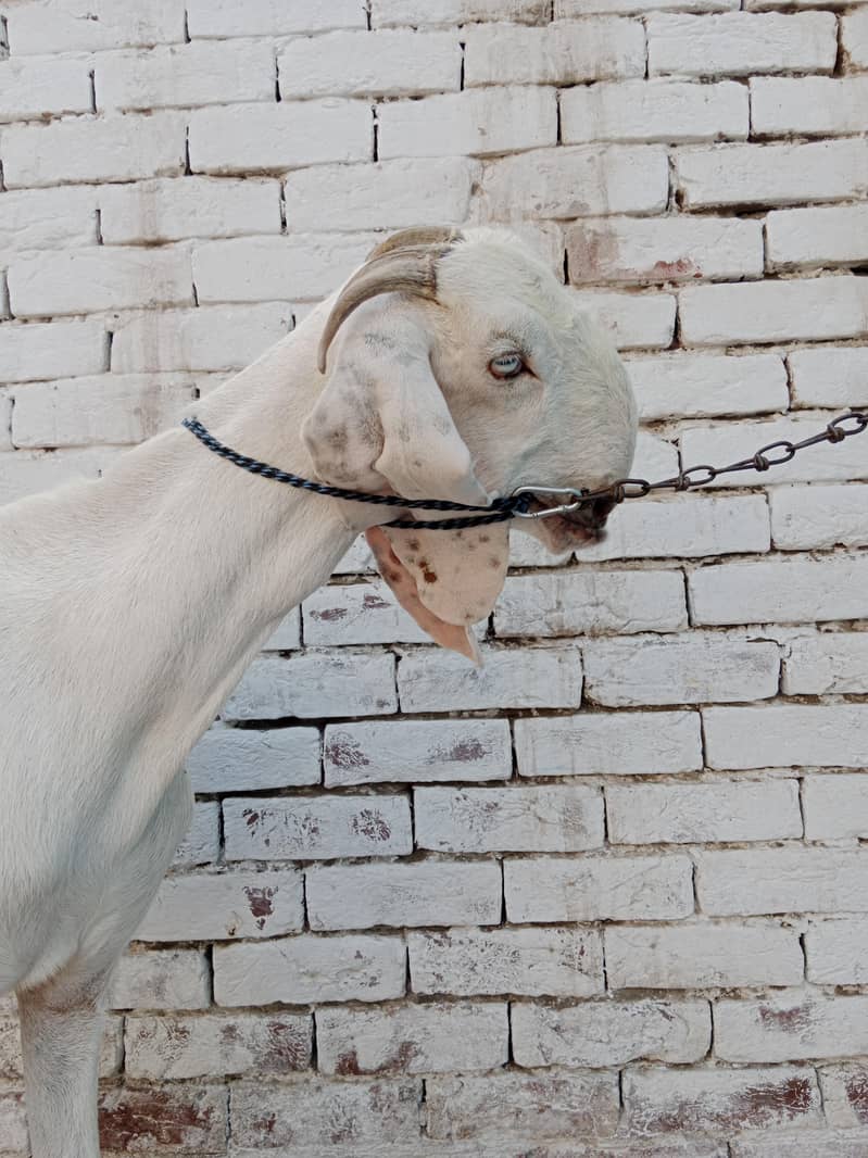 Beautiful Pure White Goat 1