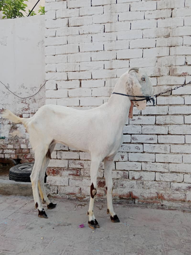 Beautiful Pure White Goat 2