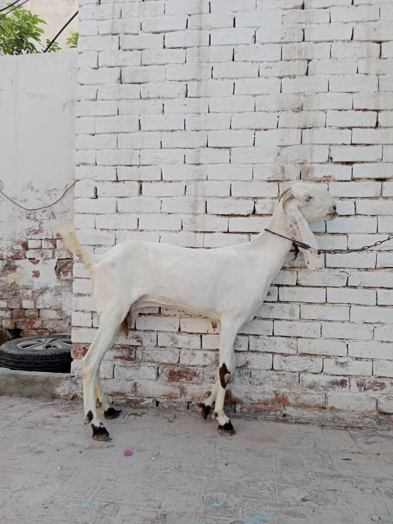 Beautiful Pure White Goat 3
