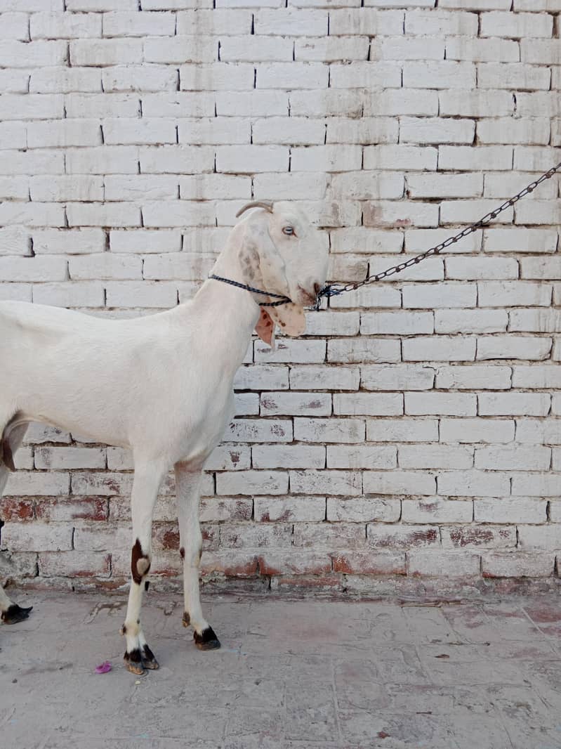 Beautiful Pure White Goat 4