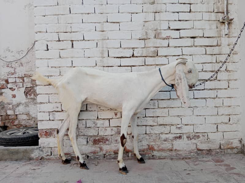 Beautiful Pure White Goat 5