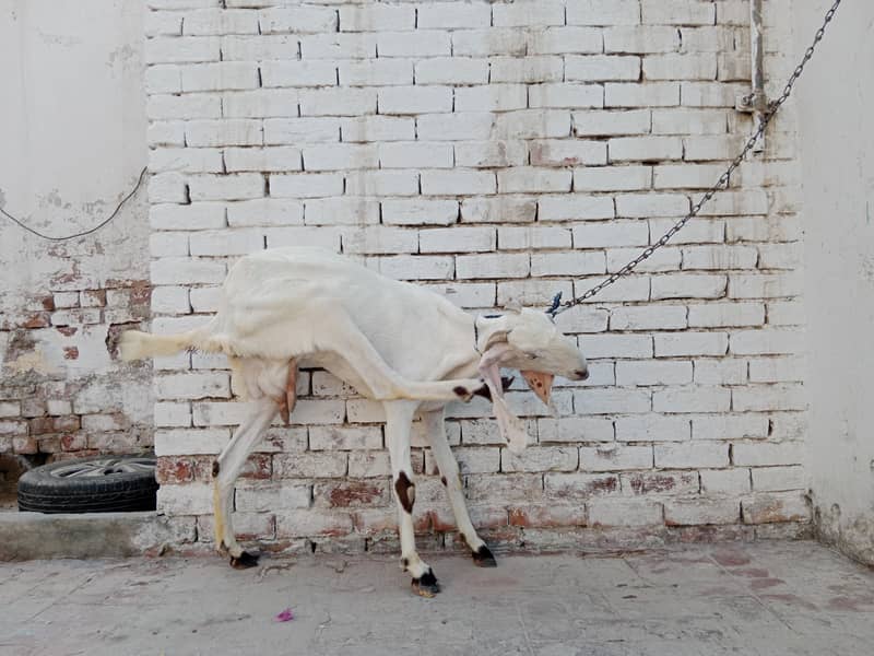 Beautiful Pure White Goat 6