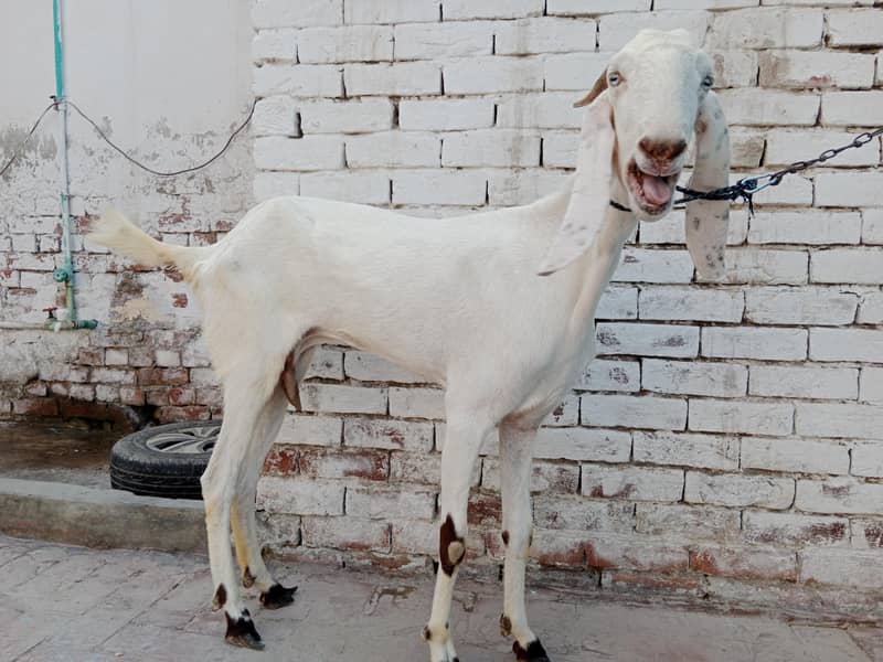 Beautiful Pure White Goat 7