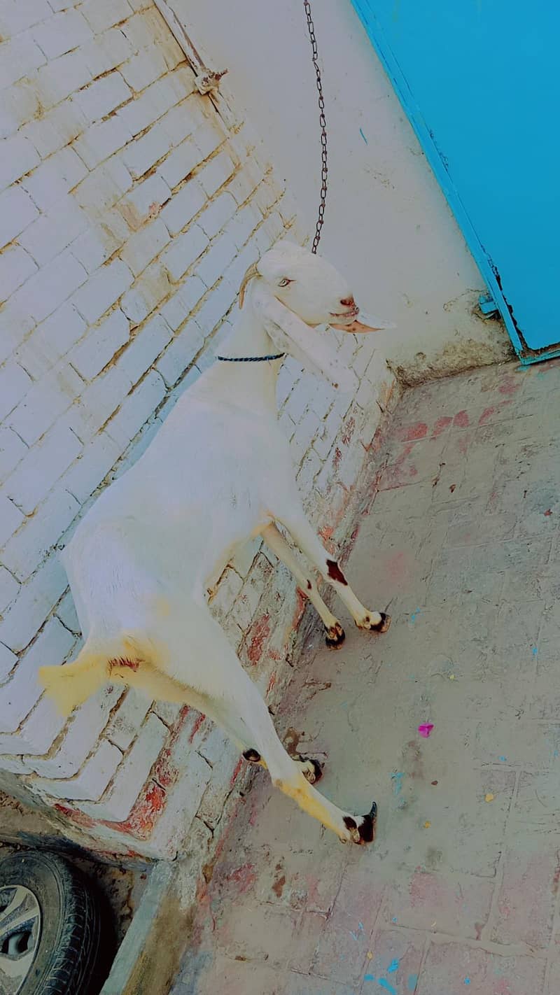 Beautiful Pure White Goat 8