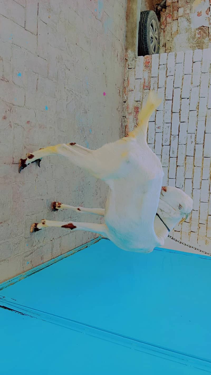 Beautiful Pure White Goat 9