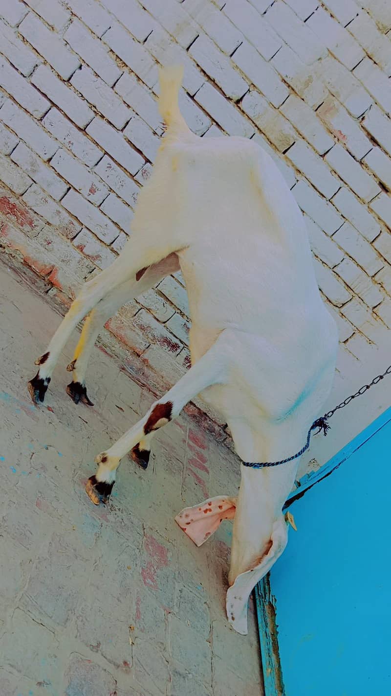 Beautiful Pure White Goat 10