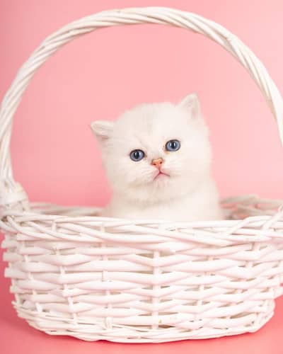 British shorthair