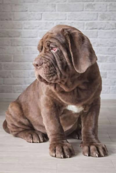 Dogster kennel club 