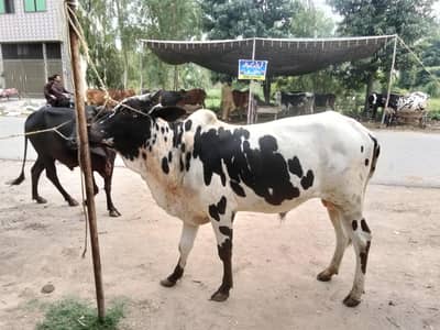 Qurbani