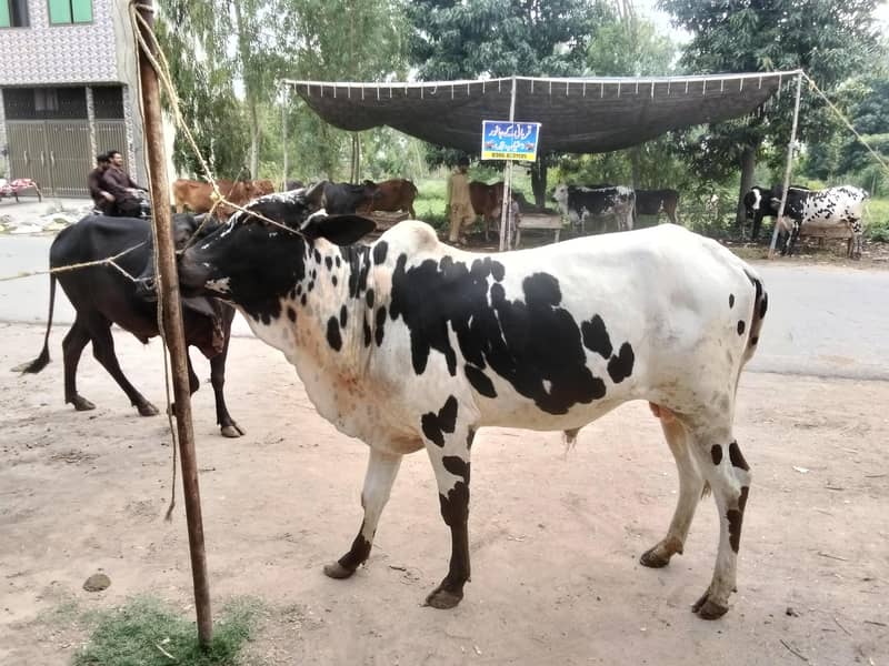 Qurbani 0