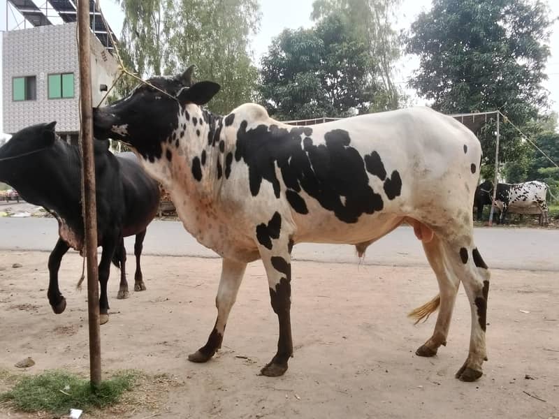 Qurbani 1