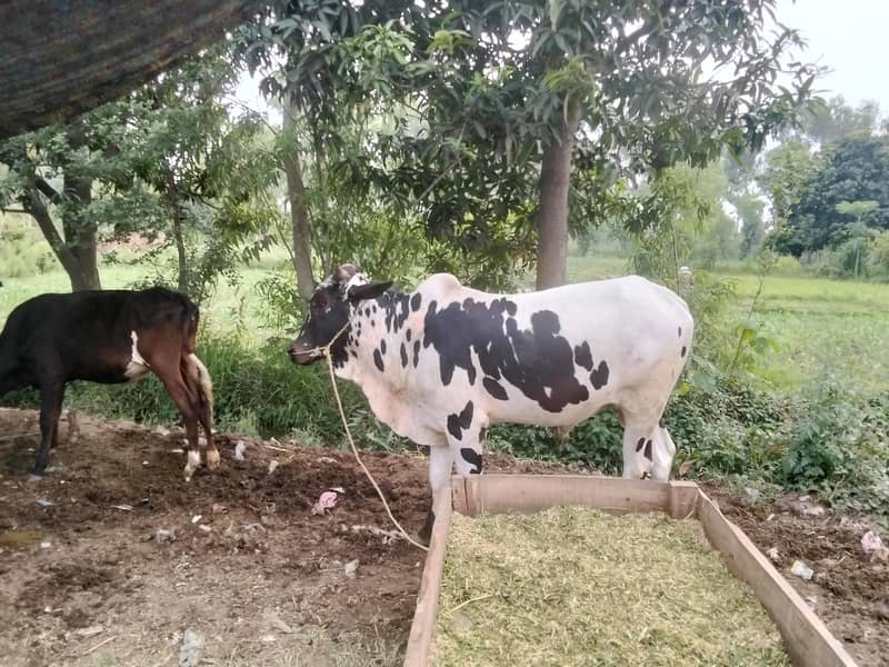 Qurbani 2