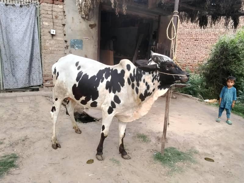 Qurbani 3