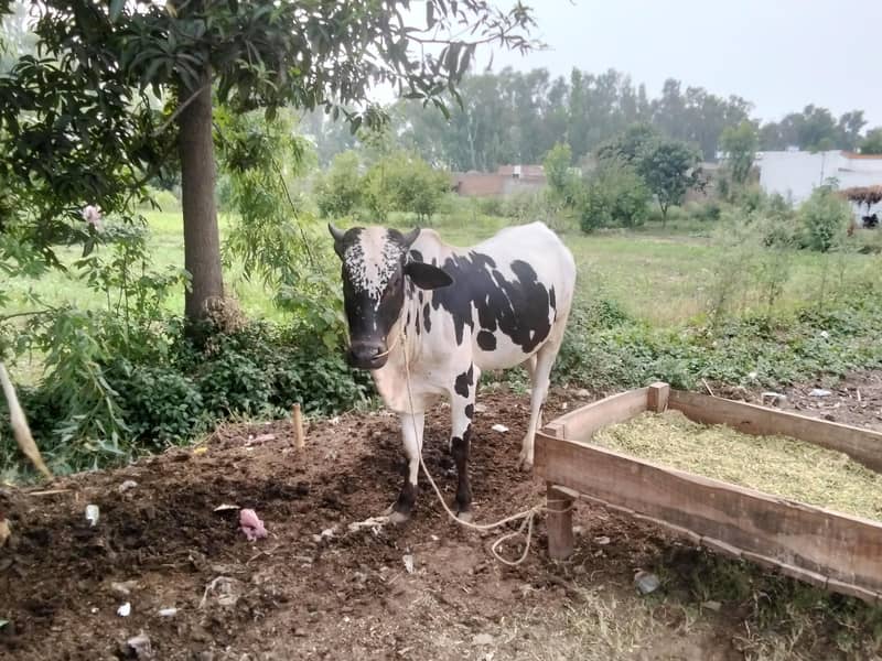 Qurbani 4
