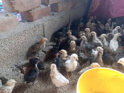 chicks