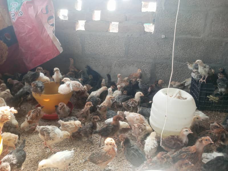chicks 1
