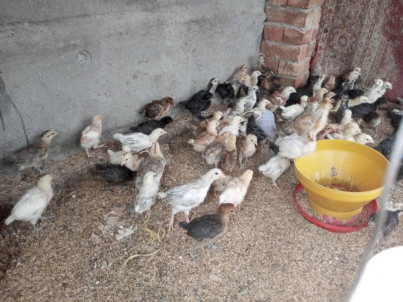 chicks 2
