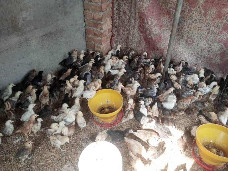 chicks 3