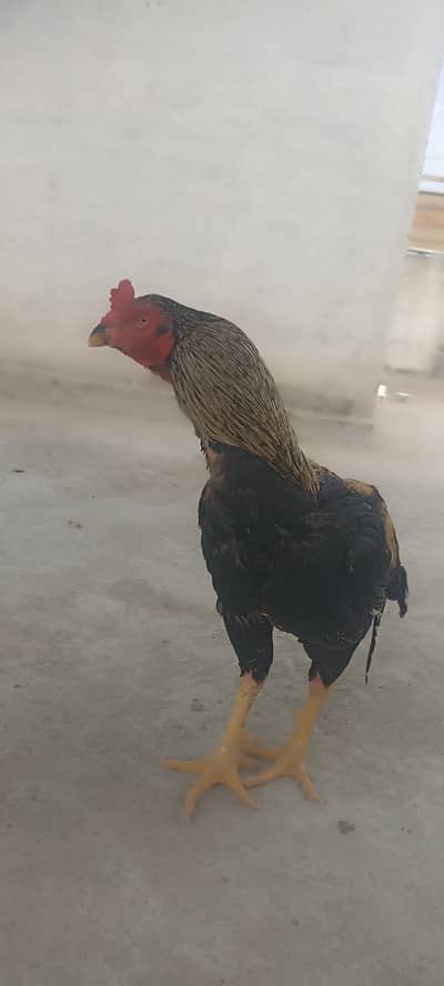 Old blood line breeder