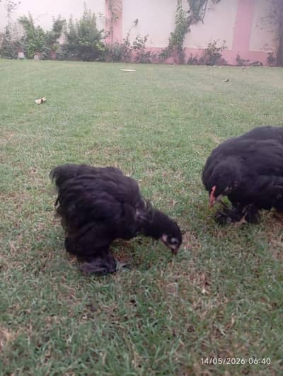 black buff ,golden buff pair
