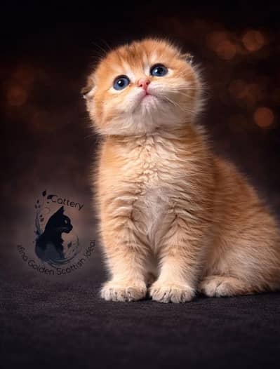Scottish fold