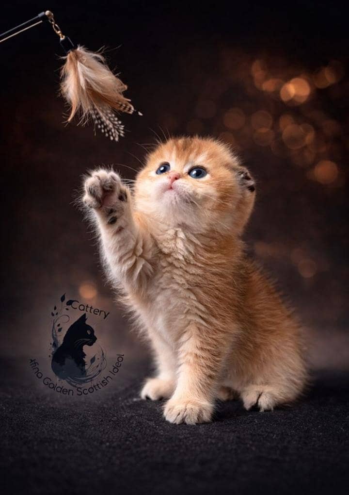 Scottish fold 1