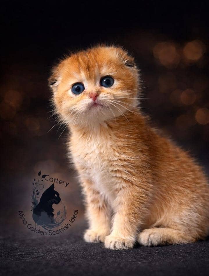 Scottish fold 2