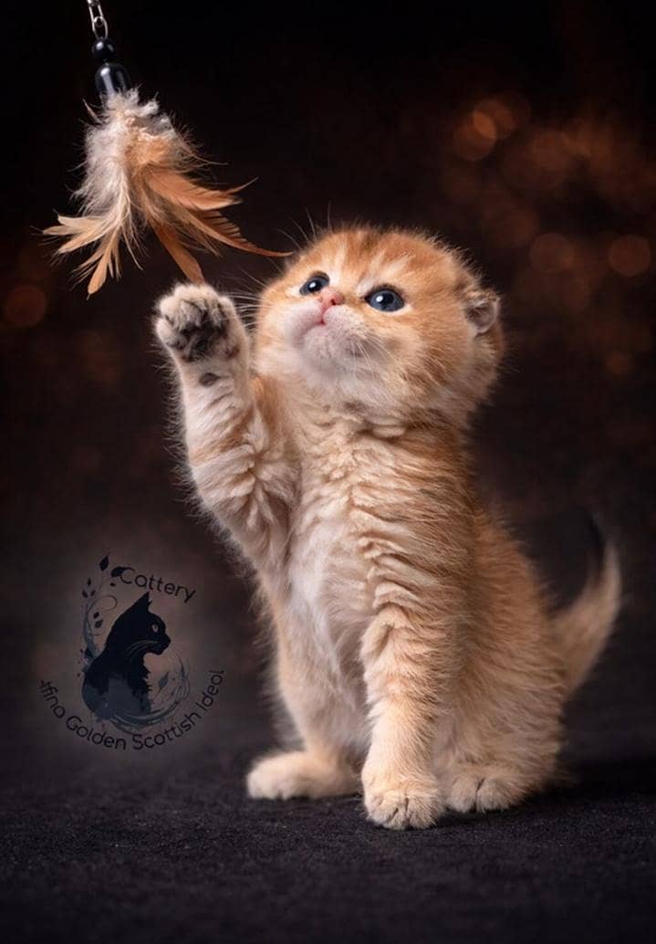 Scottish fold 3