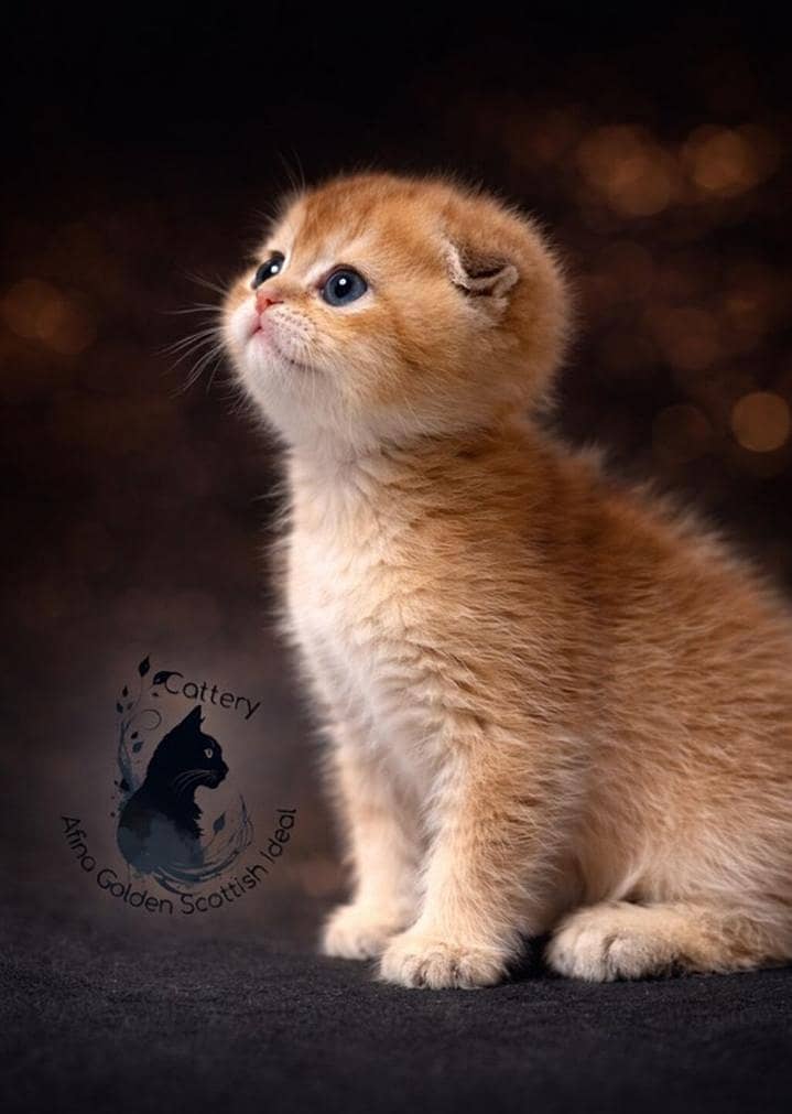 Scottish fold 4
