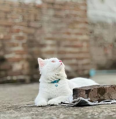 Persian cat for my sale my Watsap Number 0346*4645653