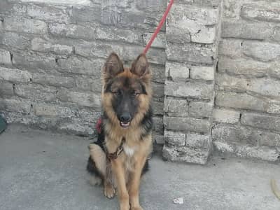 GERMAN SHEPHERD 5.5MONTH double cout