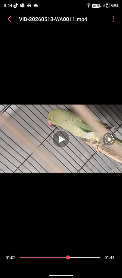 parrot female 2 ha breading Karna ka Lia tayar ha