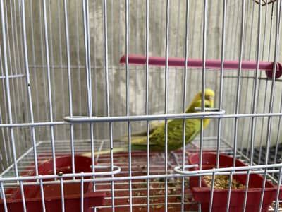 Love birds pair