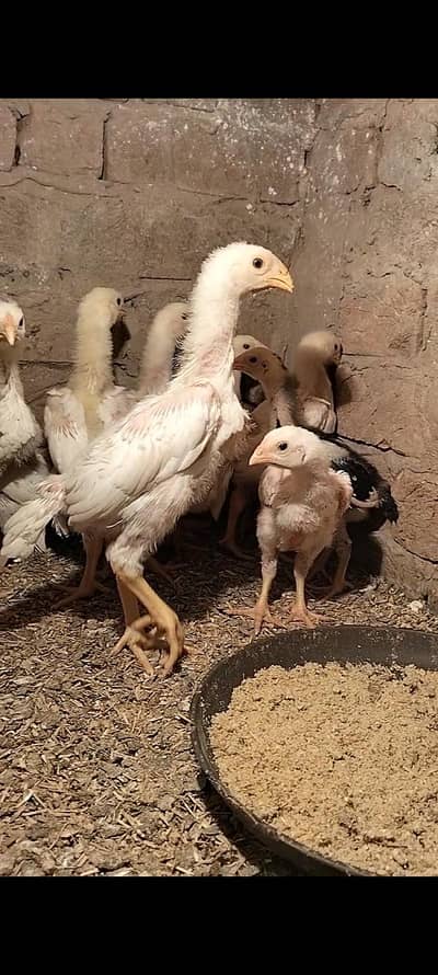 king size/shamo /high quality/white shamo/pure aseel shamo chicks