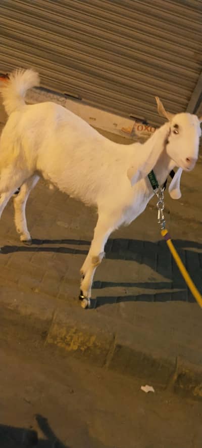 pure white rajanpuri Bakra For sale