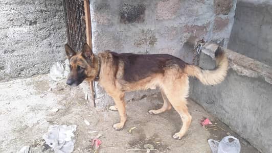 jerman shfd for sale. . . . 03012556143