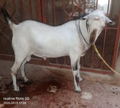 Khasi Teddy Bakra