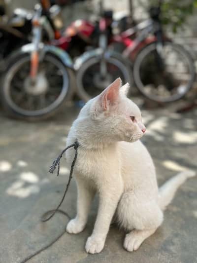 Cats for sale