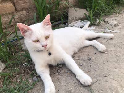 cat for sale