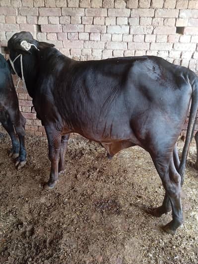 bachra for sale 135 kg