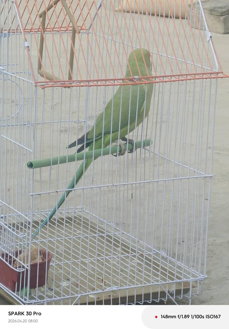 fresh 1