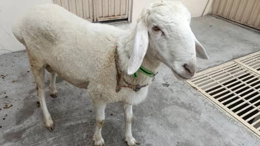 Dumba for sale, chatra /bakra/ Sheep/dummba