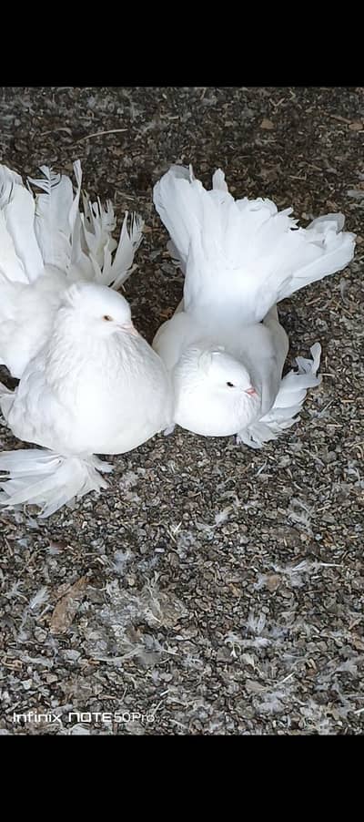 Fenteel pair and Singapore pair