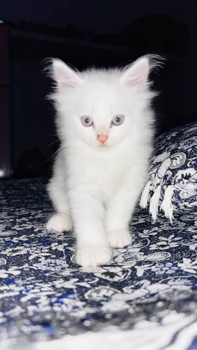 Persian Kitten