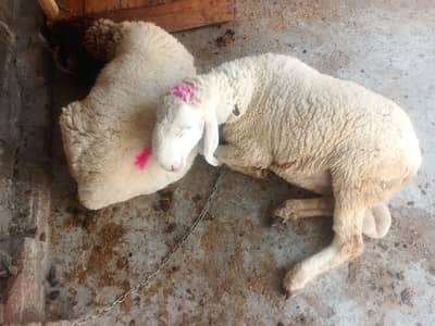 (2) Sheep's Chatraha slae