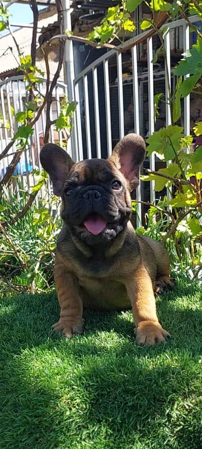 French bulldog