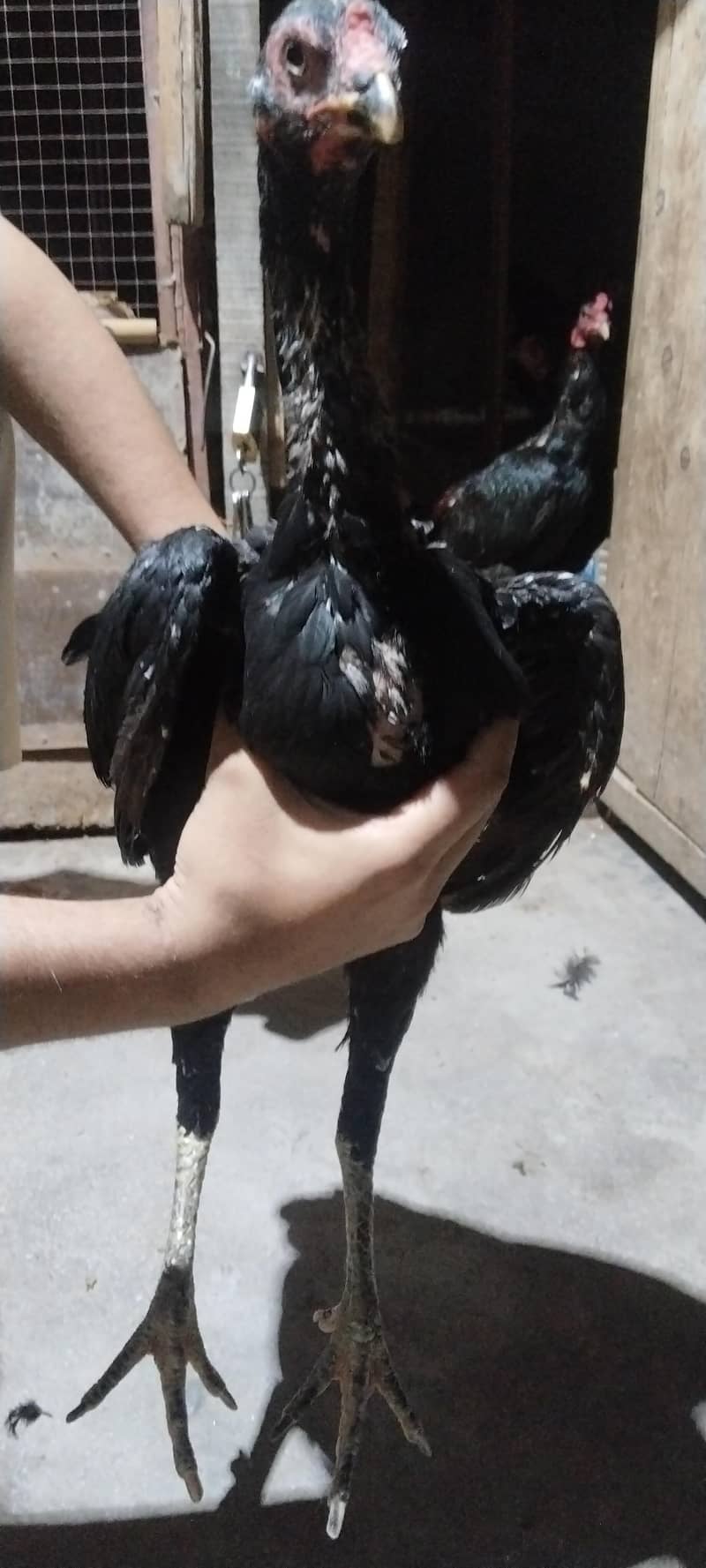 6 hens 0