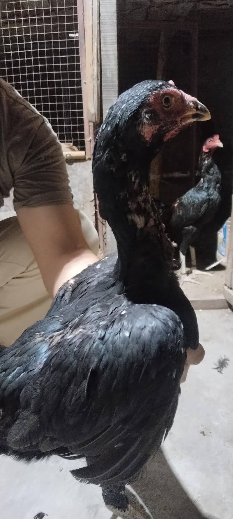 6 hens 2