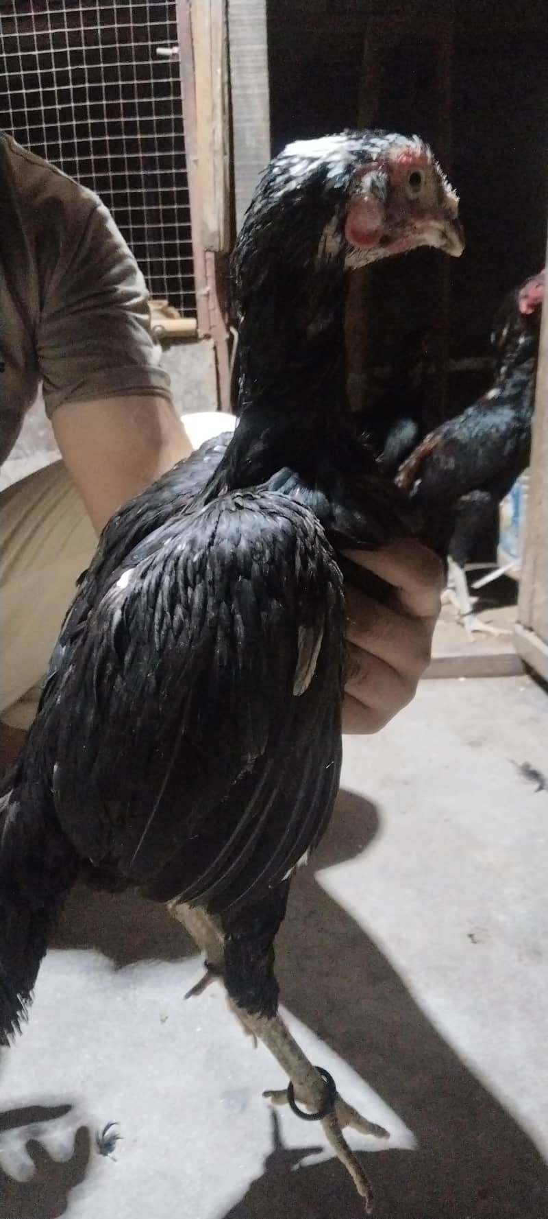 6 hens 4